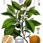 Citrus aurantium: bitter orange