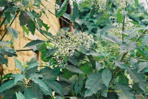 Bitter Leaf Shrub