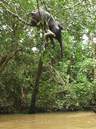 elephant in a tree